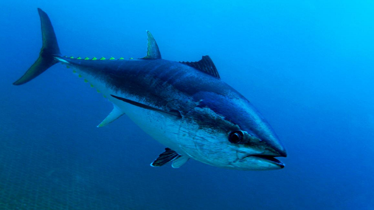 اكتشاف 214 فيروسا جديدا في الضفادع والأسماك والزواحف