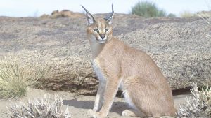 المحمية 4.jpg