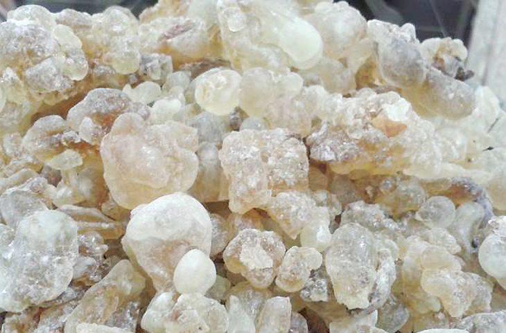 صحيفة فرنسية :اللبان تعد من أهم الثروات الطبيعية التي تزخر بها السلطنة