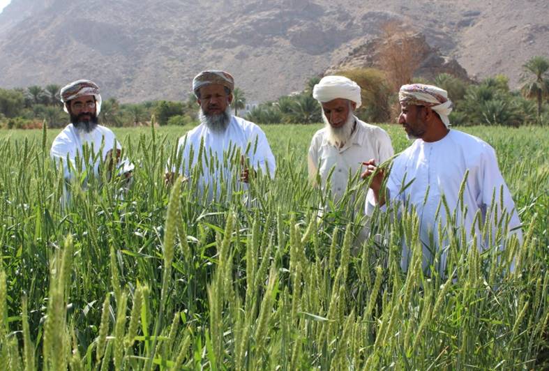 بالأرقام.. تعرّف على زراعة وإنتاج القمح في السلطنة