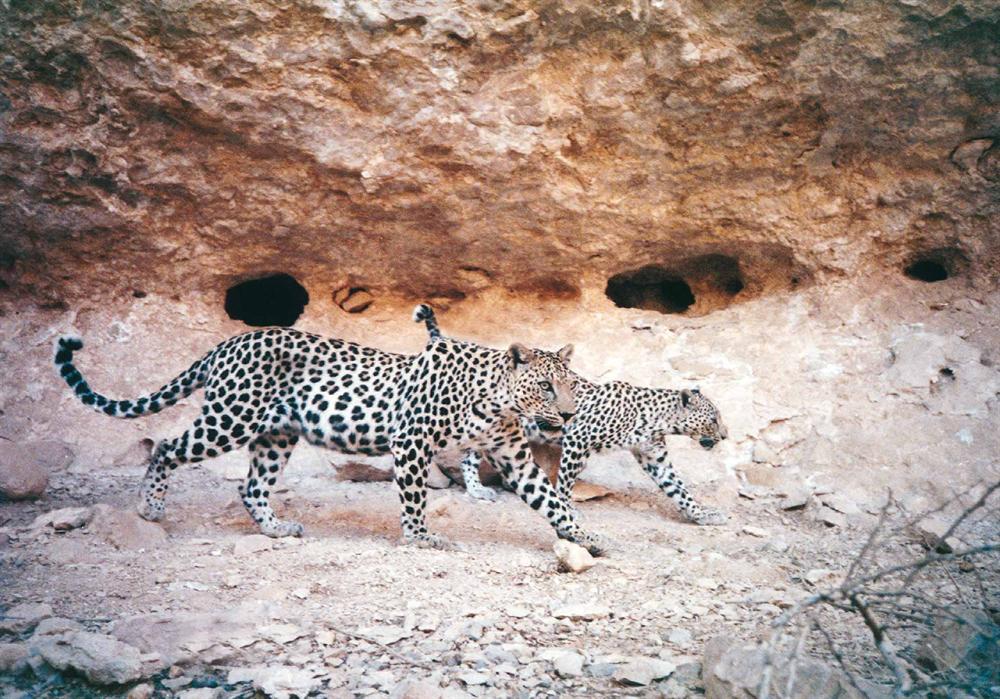 تقرير للأمم المتحدة: السلطنة واحدة من أكثر البلدان الغنية بالأنواع المتنوعة غرب آسيا