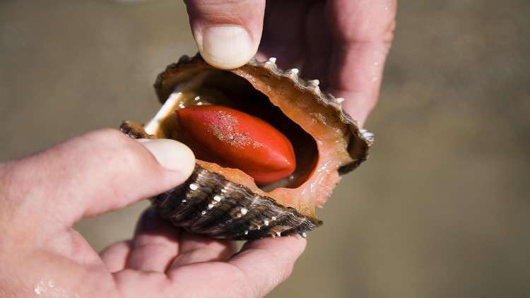 دراسة : العقاقير التي تستخرج من المحار بإمكانها علاج بعض أنواع السرطان