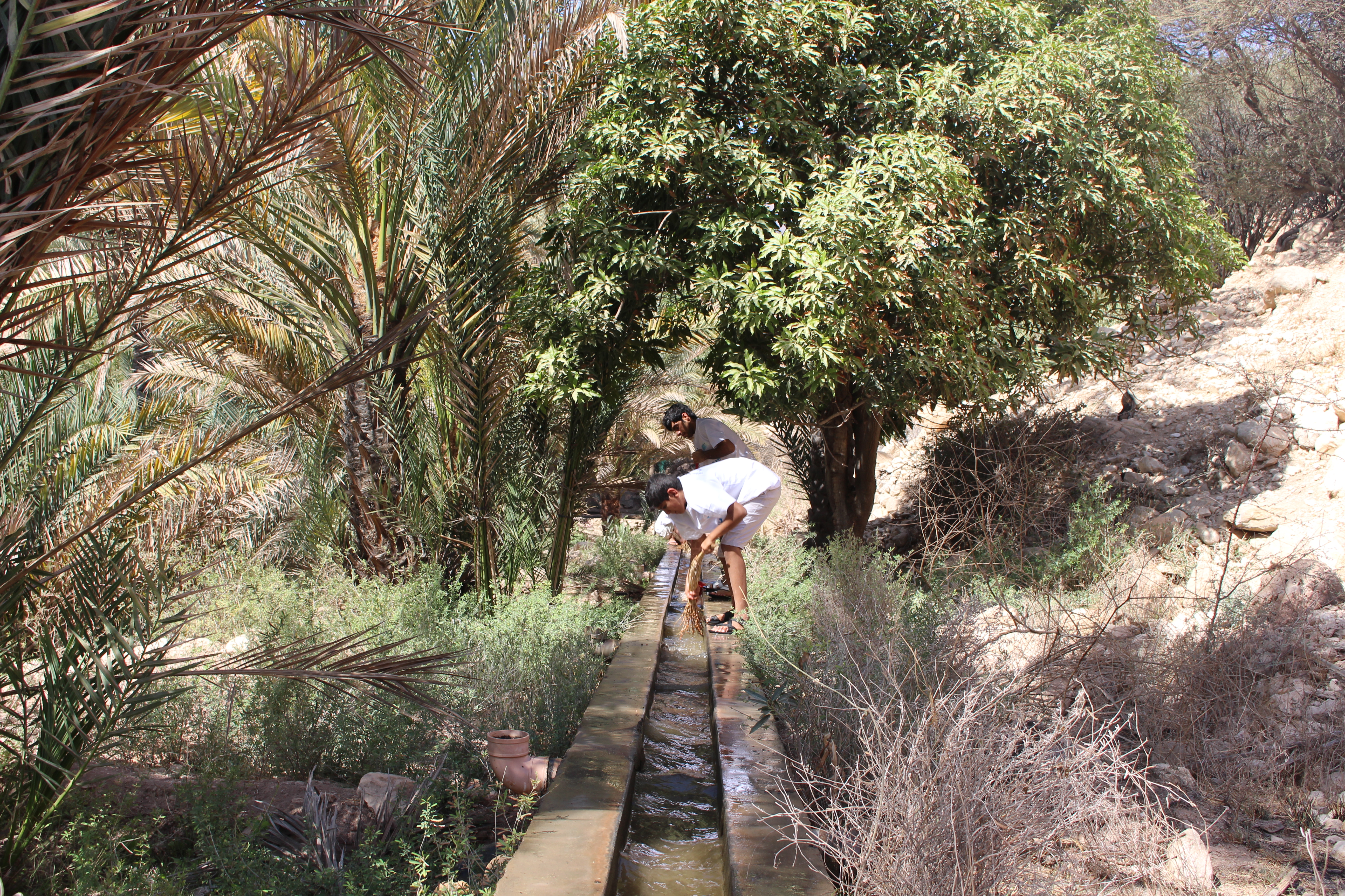 بعنوان “نعمة بادة”.. حملة للتعريف بلائحة تنظيم الآبار والأفلاج تنفذها بلدية صور