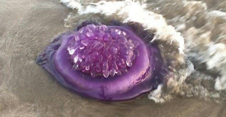 الزراعة تصدر توضيحاً حول ما ينتشر عن قنديل البحر ذو اللون البنفسجي