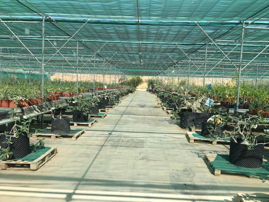 تسعى إلى إظهار التنوع الإحيائي في السلطنة.. تعرّف على حديقة النباتات والأشجار العمانية