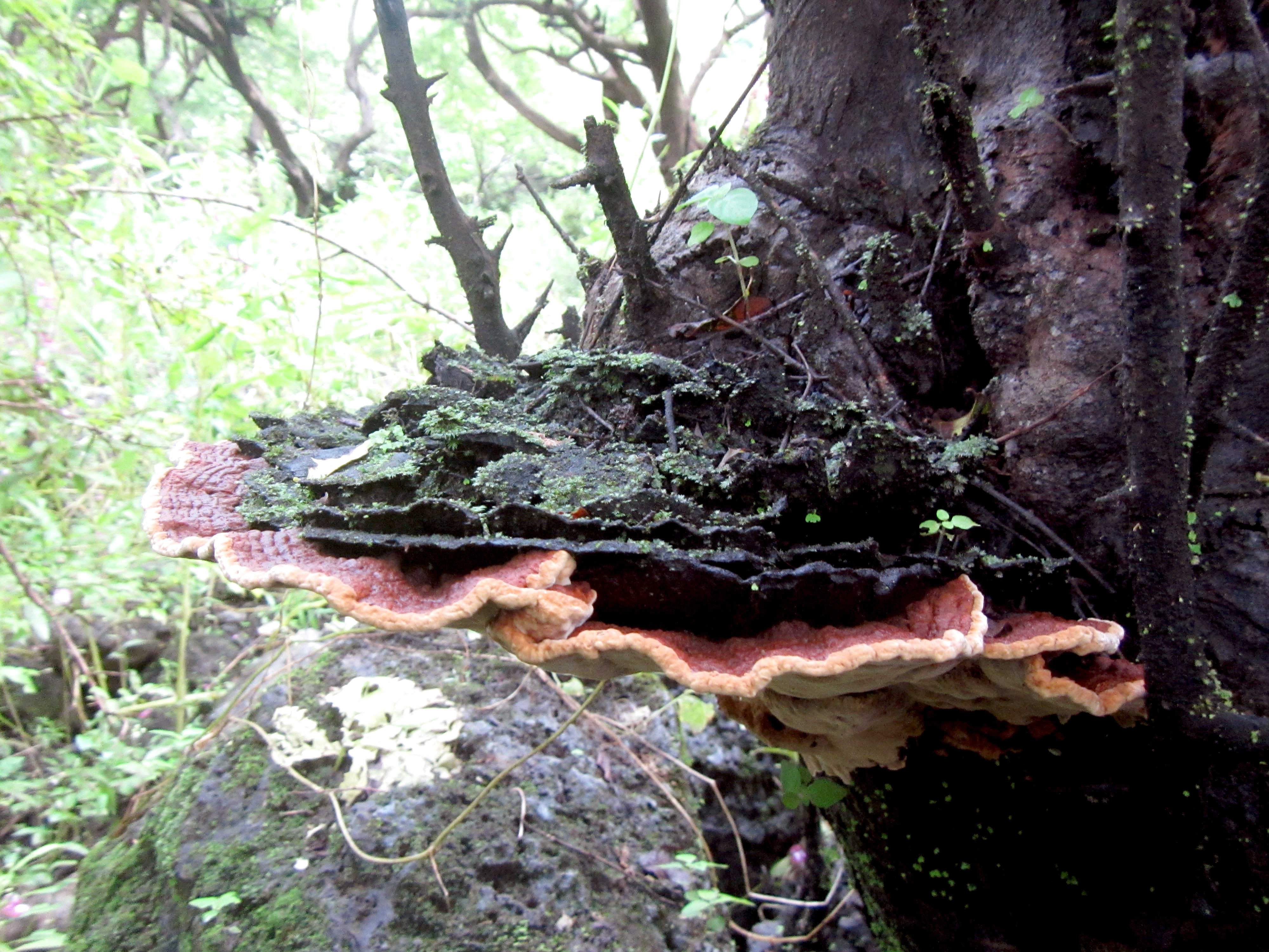 تتضمن فوائد إقتصادية.. الكشف عن تفاصيل مشروع الفطريات الأول من نوعه في السلطنة