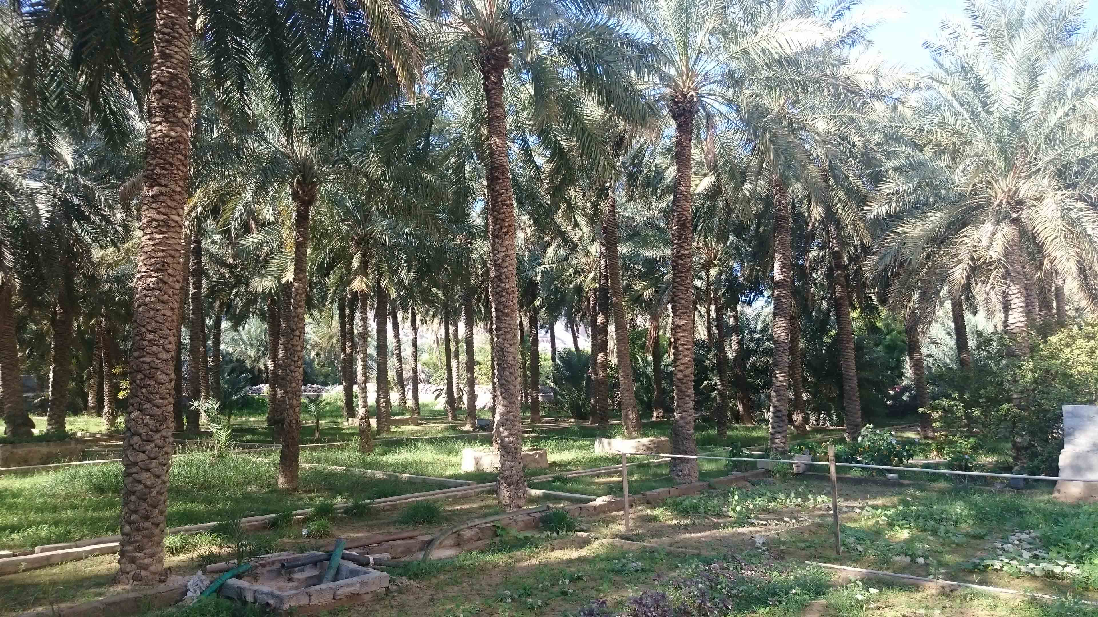 تمتاز بمزارعها الكثيفة بمختلف أنواعها.. تعرّف على قرية ” غمضاء ” بولاية بخاء