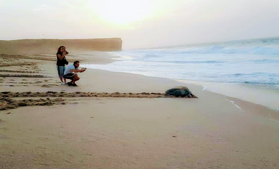 أكثر من 35 ألف سائح أجنبي لمحمية السلاحف برأس الجنز في 2018