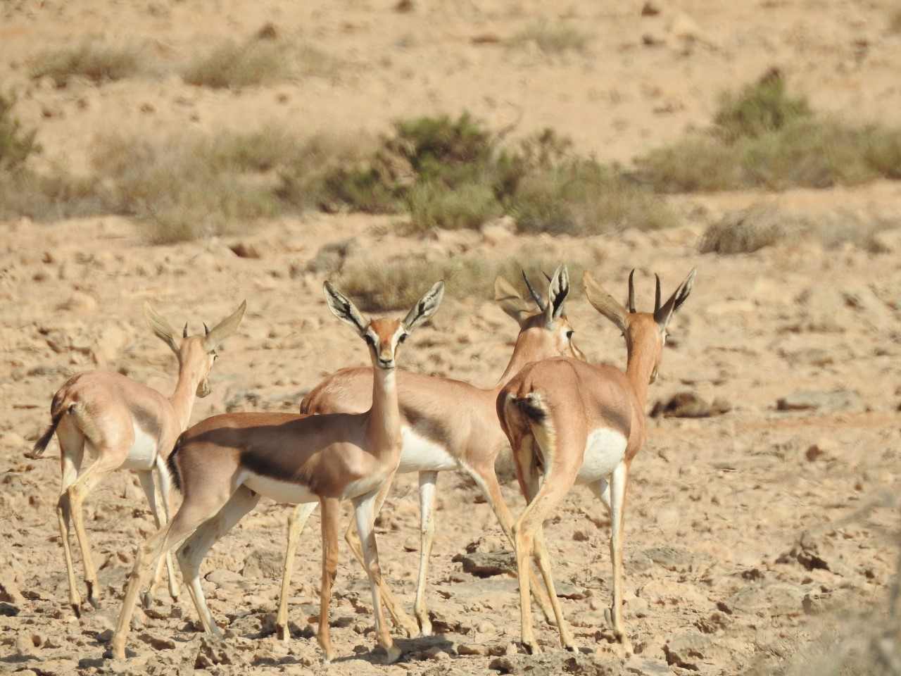 محمية تُعتبر موطنًا للغزال والوعل العربيين وأنواع متنوعة من الطيور.. تعرّف عليها