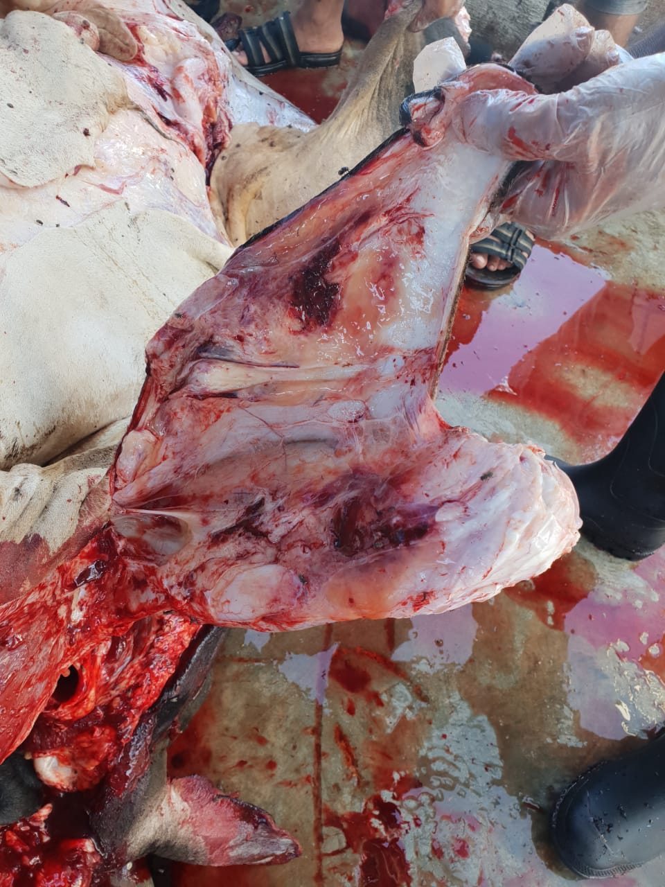 باعوا لحومًا لمواشي مريضة.. السجن والطرد لعدد من المتهمين