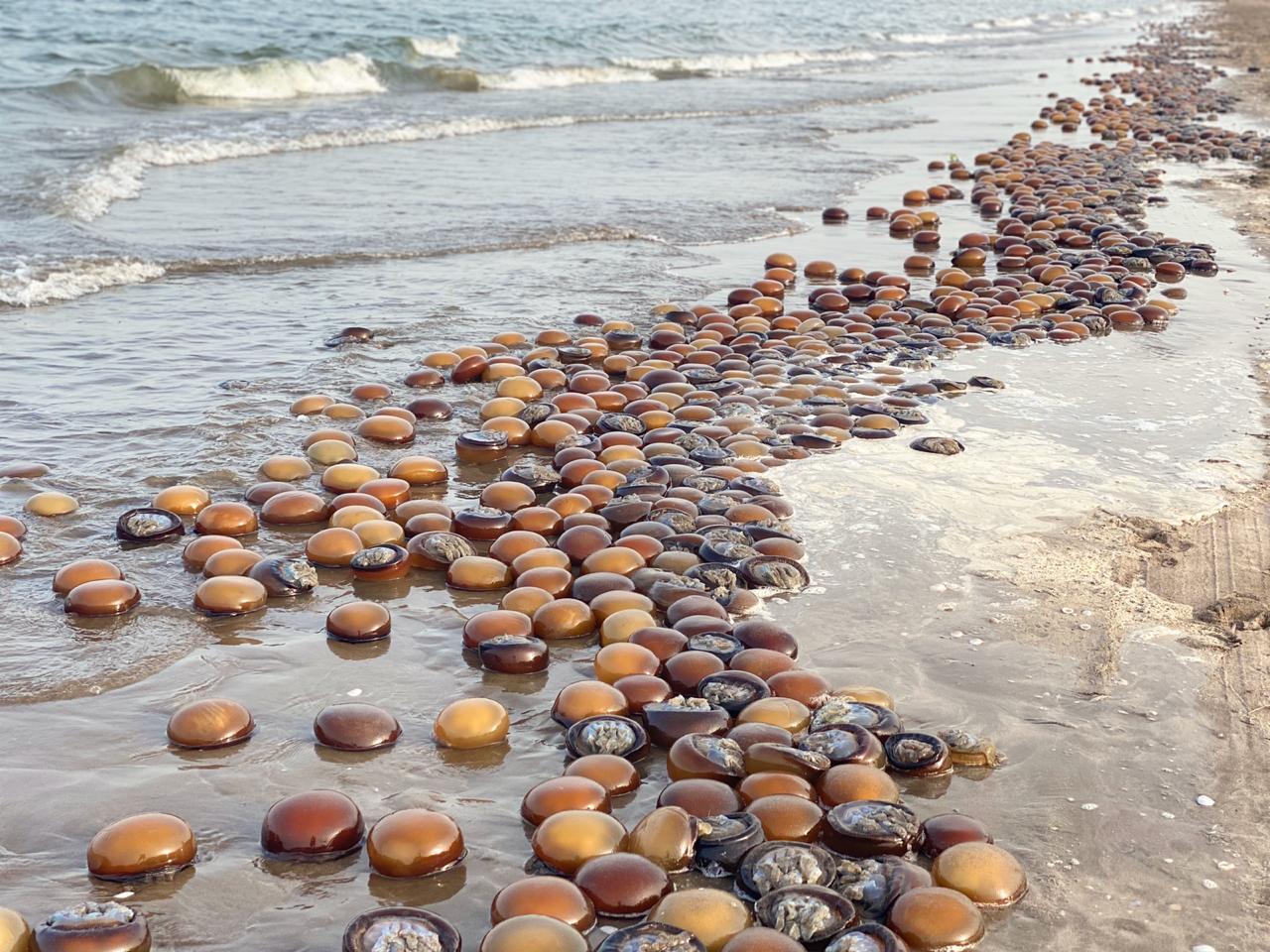 ازدهرت مؤخرا في السواحل العمانية .. تعرّف على القناديل البحرية