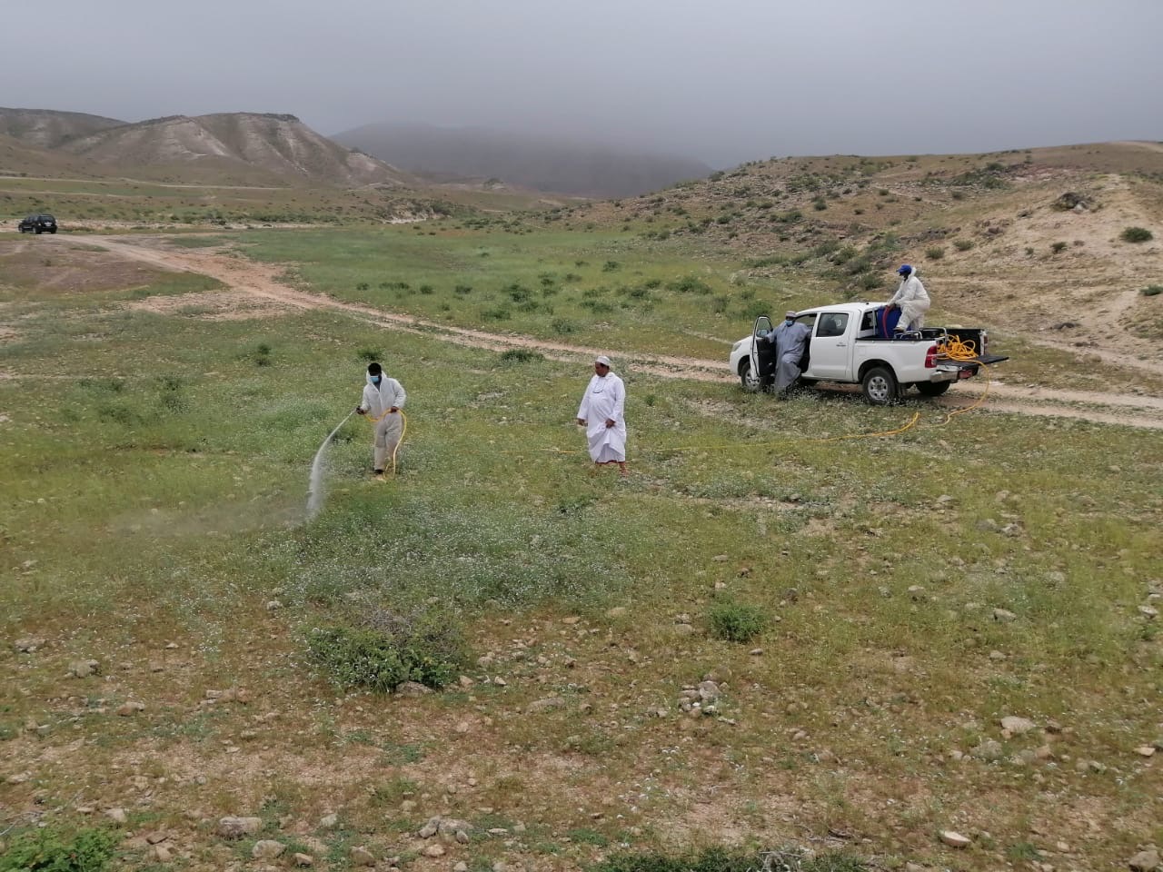 “الزراعة” تواصل مكافحة حوريات الجراد الصحراوي في صلالة