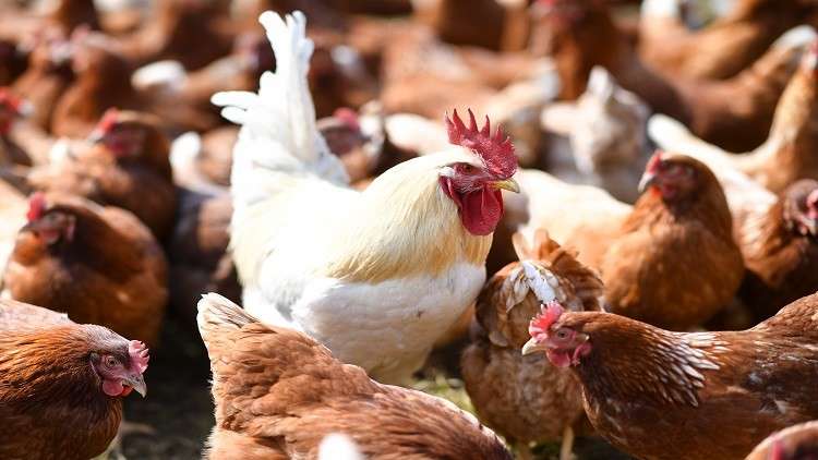 قرار وزاري برفع حظر استيراد الطيـور الحيـة عن ولاية كارولينا الأمريكية
