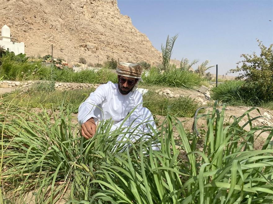شاب عماني ينجح في زراعة الشاي الأخضر بضنك