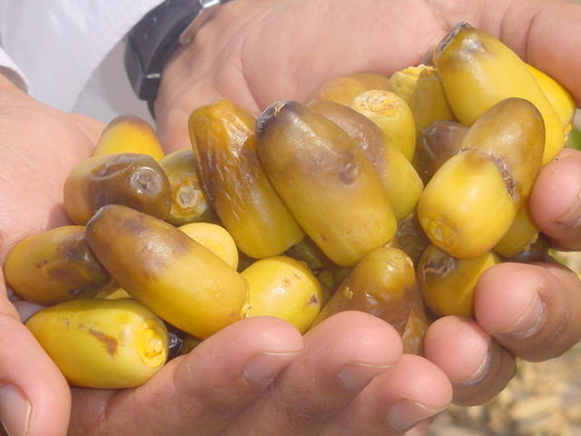 ولاية عُمانية تبدأ فيها بشائر القيظ بوقت مبكّر عن باقي ولايات السلطنة