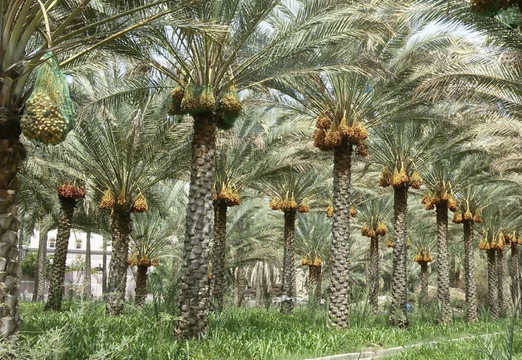 سعاد بنت علي العريمية تكتب: النخل باسقات