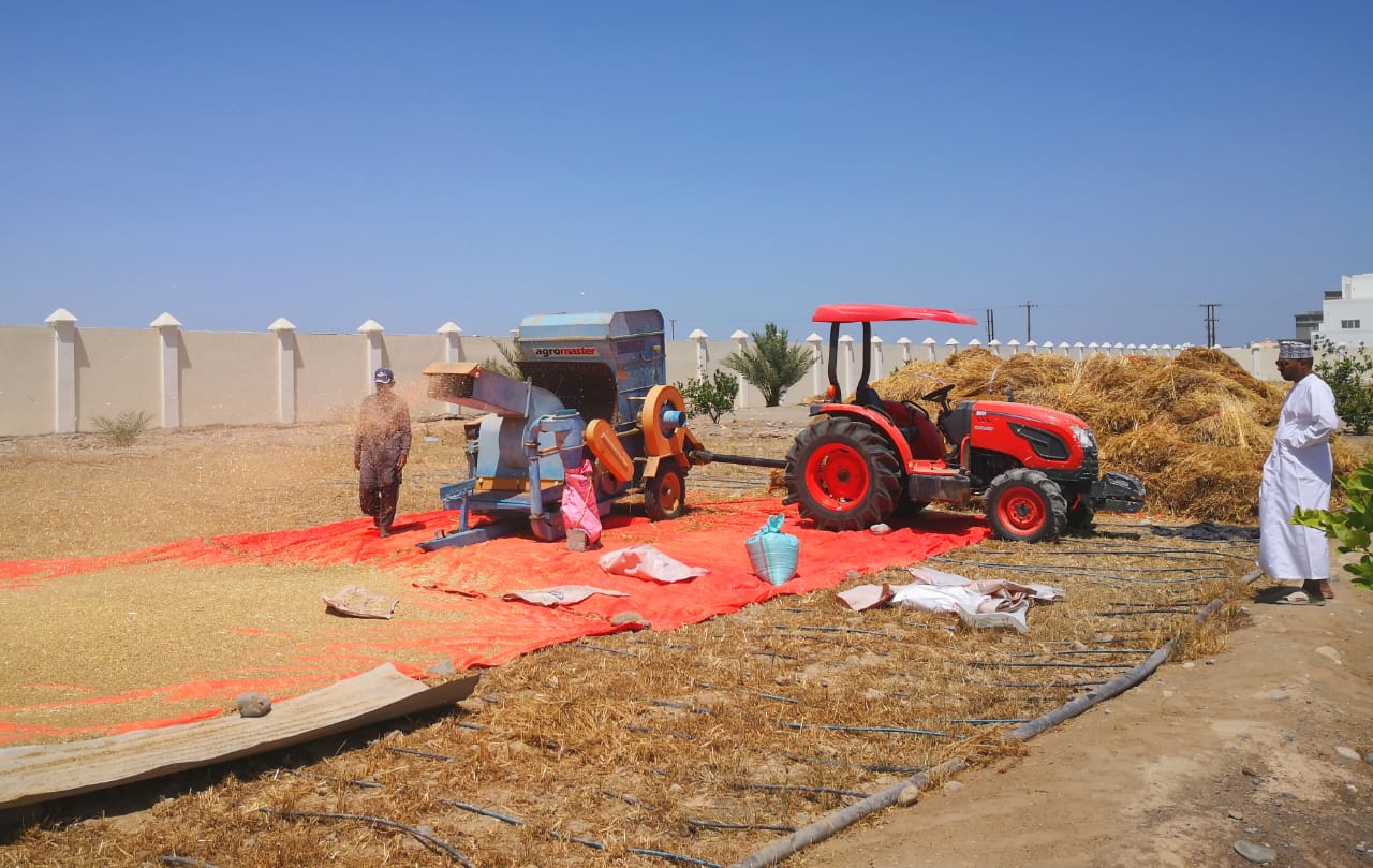 انتهاء أعمال حصاد القمح في السيب