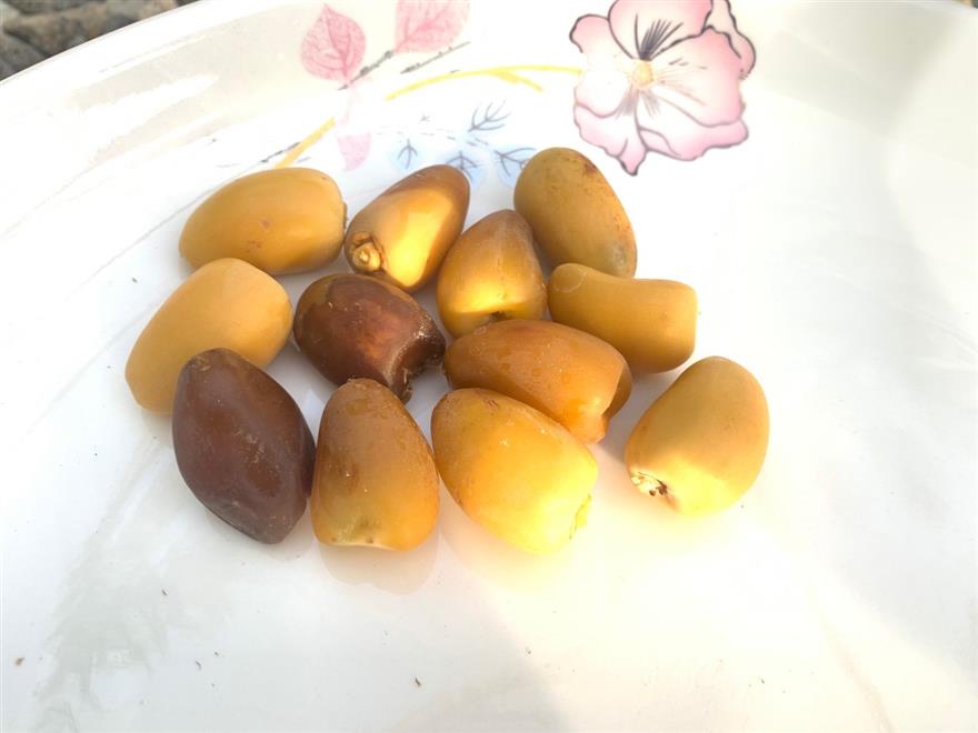 بدء أول تباشير القيظ في دماء والطائيين