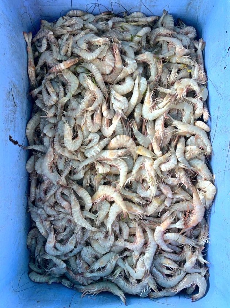 ضبط 70 كجم من الربيان العُماني