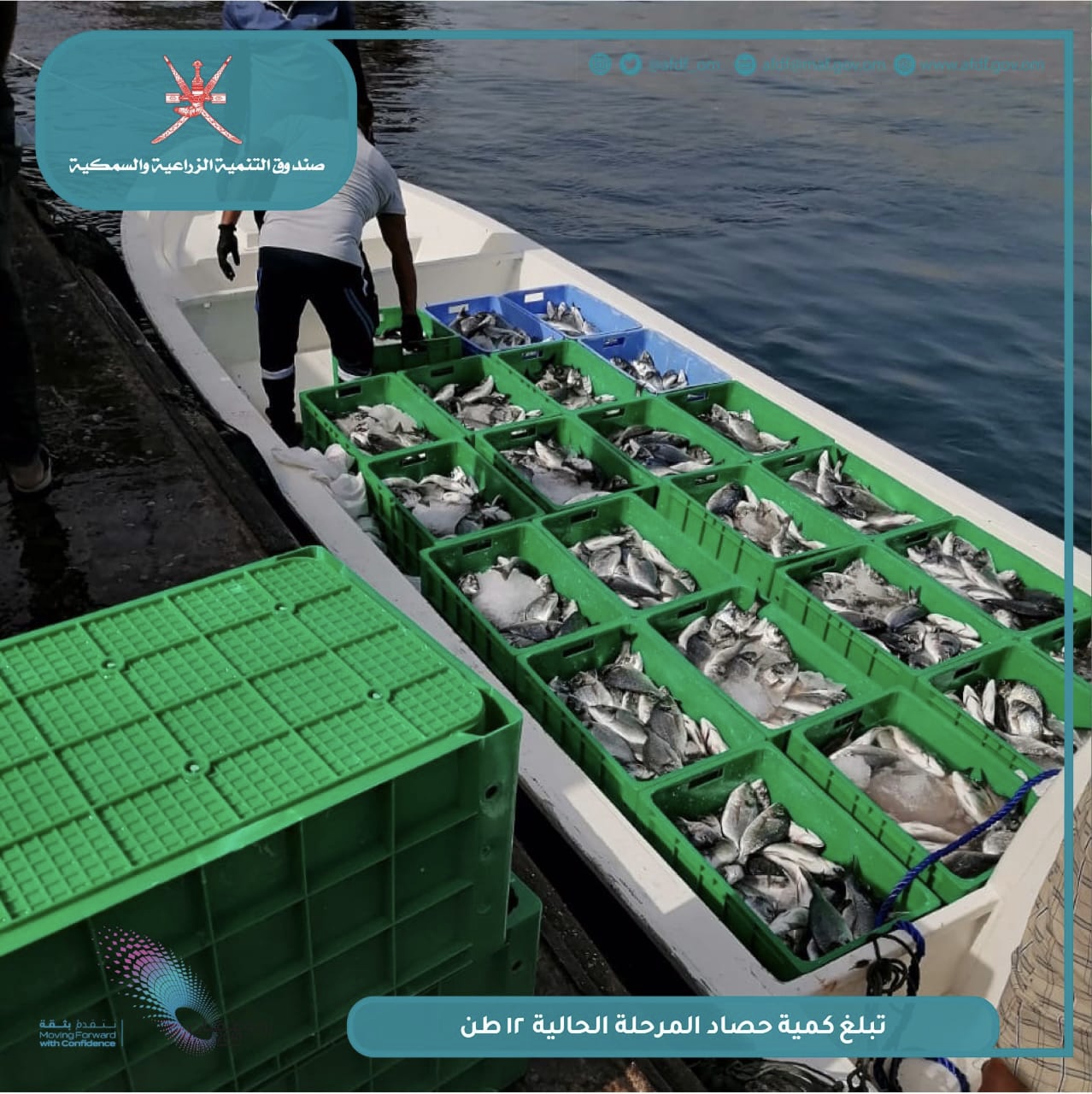 12 طناً حصاد مشروع الأسماك الزعنفية بمسندم