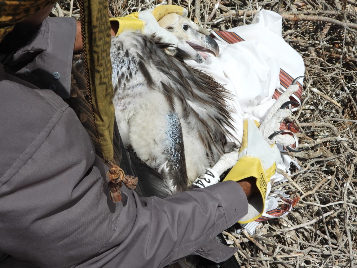 تركيب حلق ترقيمية على عدد فرخين لطائر نسر مهدد بالانقراض