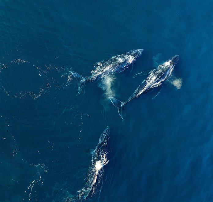 شباب عُمانيون يبحثون عن الحوت الأحدب العربي في مياه بحر العرب