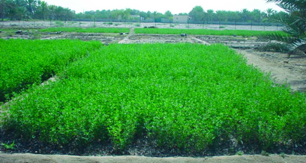 قرار وزاري بالسماح بتسويق “القت” خارج السلطنة