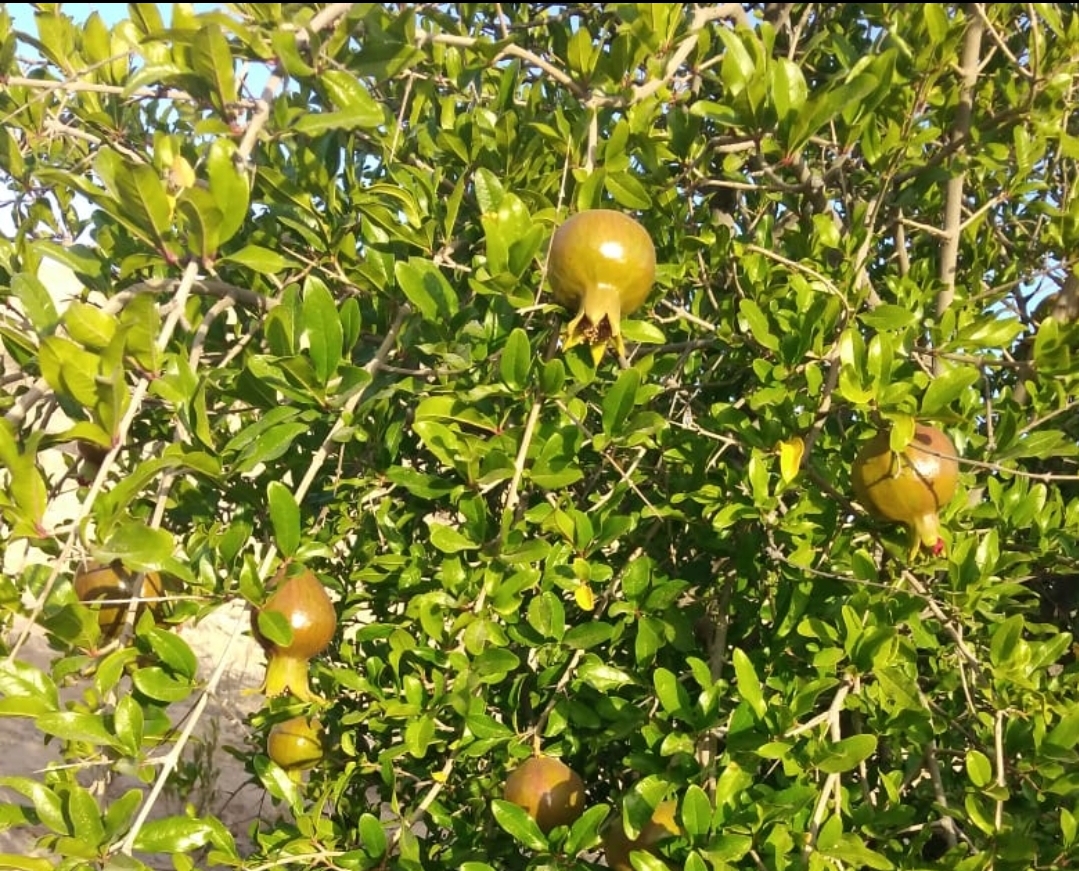نجاح عملية إنتاج ثمرة الرمان بعد زراعتها في قمة الجبل الأبيض بشمال الشرقية