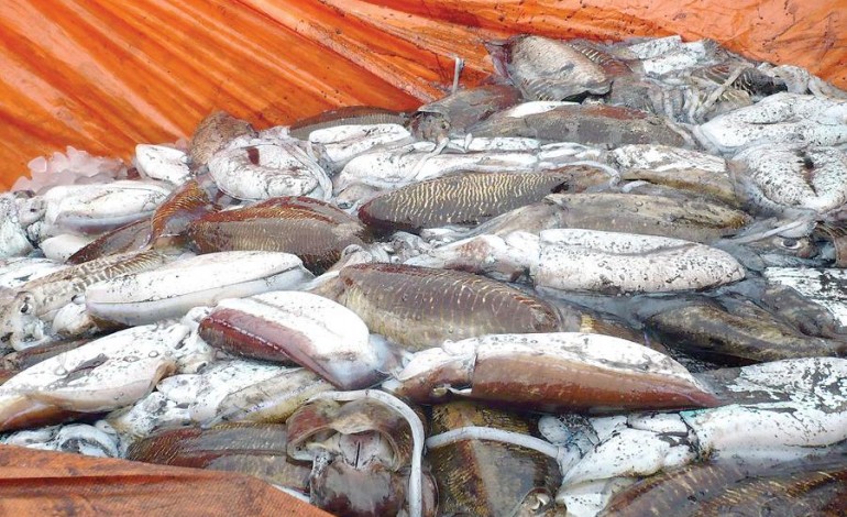 القطاع السمكي في ظفار.. ثروة وطنية لتحقيق التنمية المستدامة