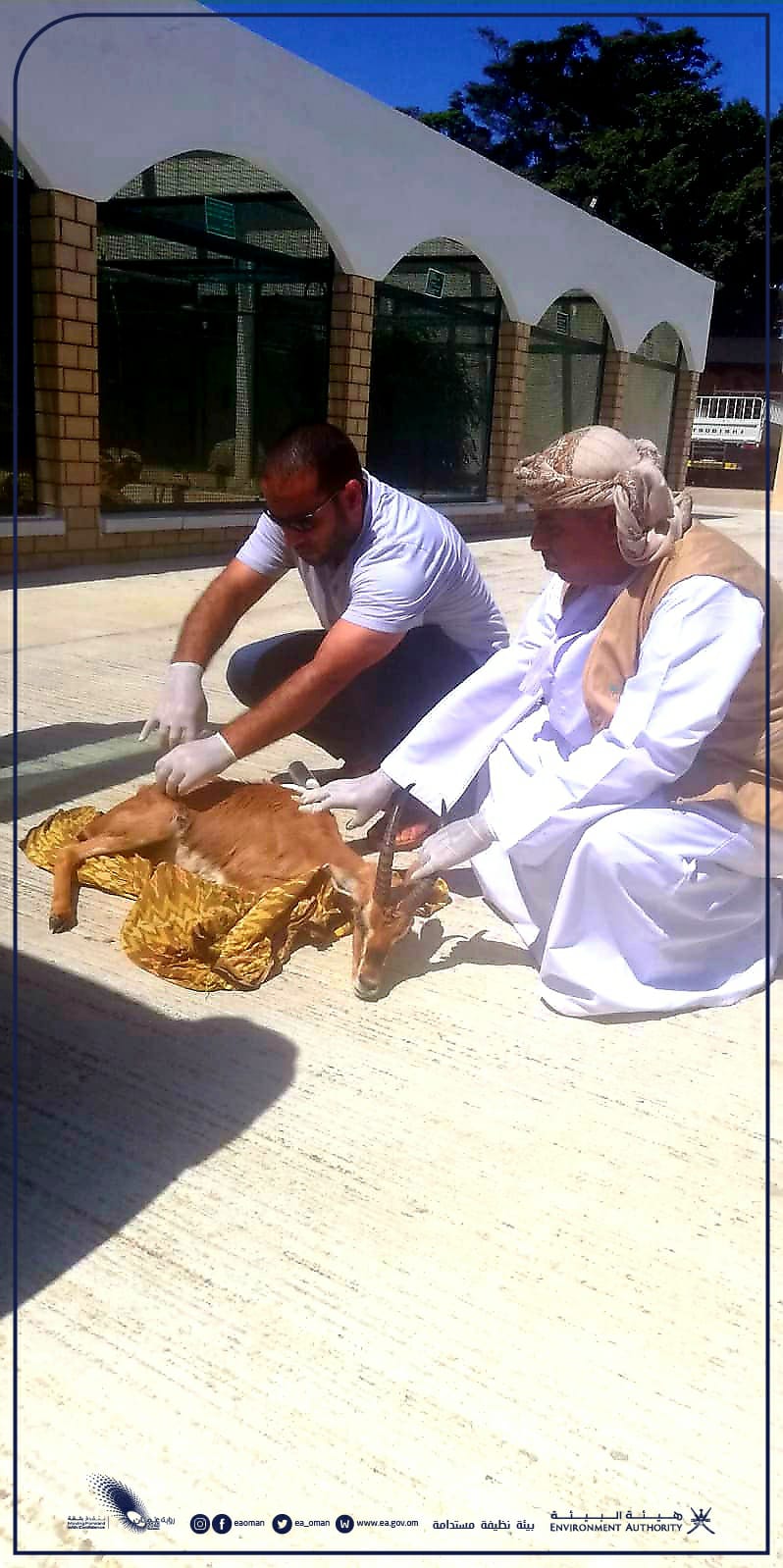 إسعاف غزال عربي مصاب ونقله للعيادة التابعة للبلاط السلطاني