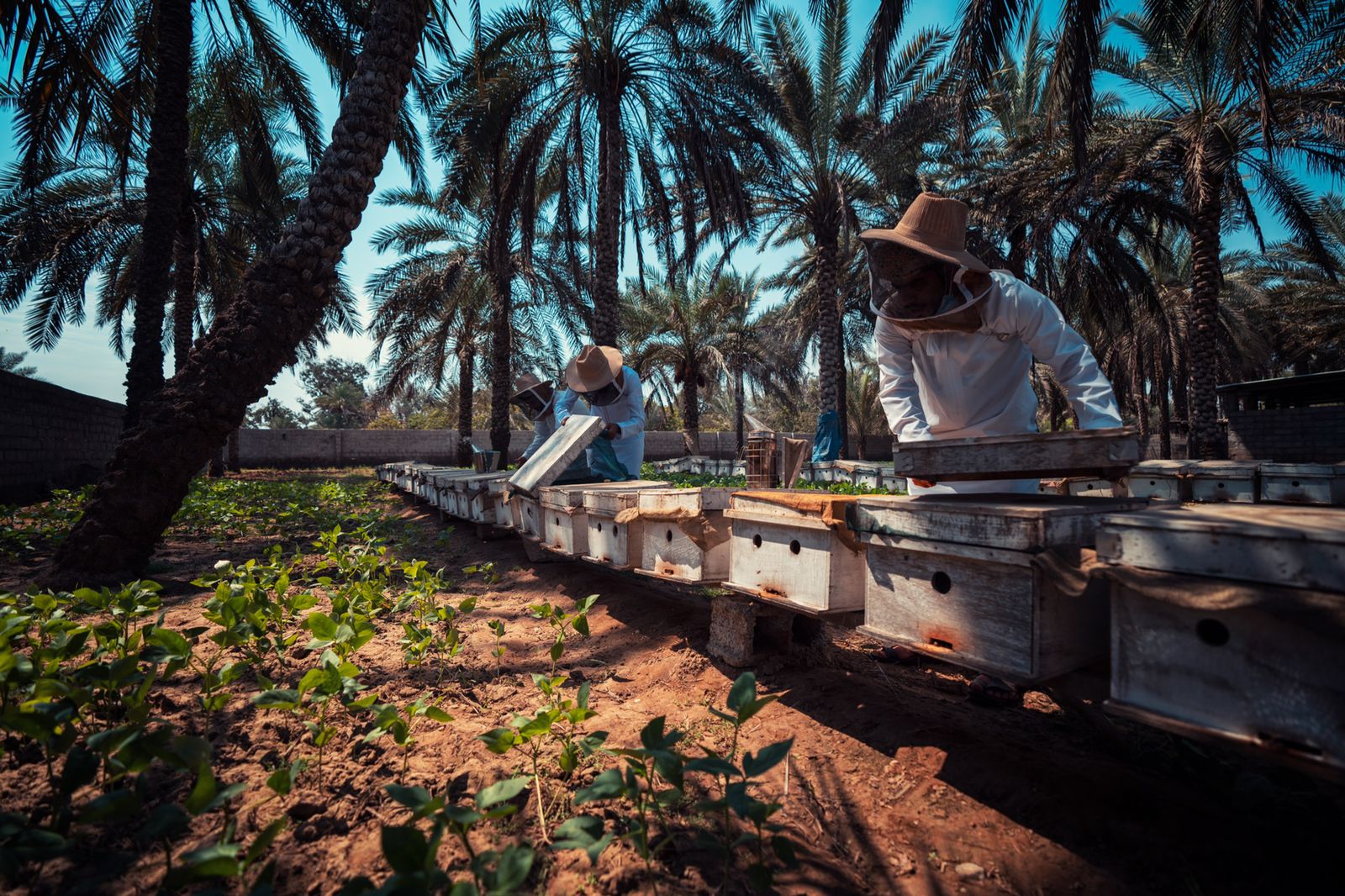 تقديم الدعم لأصحاب مشاريع تربية وإكثار نحل العسل في شمال الباطنة