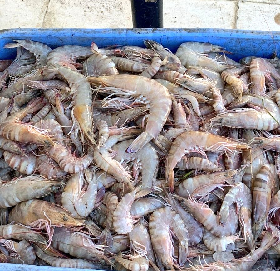 ضبط مخالفة حيازة 184 كيلوجراما من الربيان أثناء فترة الحظر في مسقط