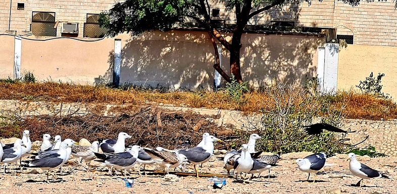 أحياء صلالة تشهد انتشار أسراب طيور النورس.. ما السبب؟