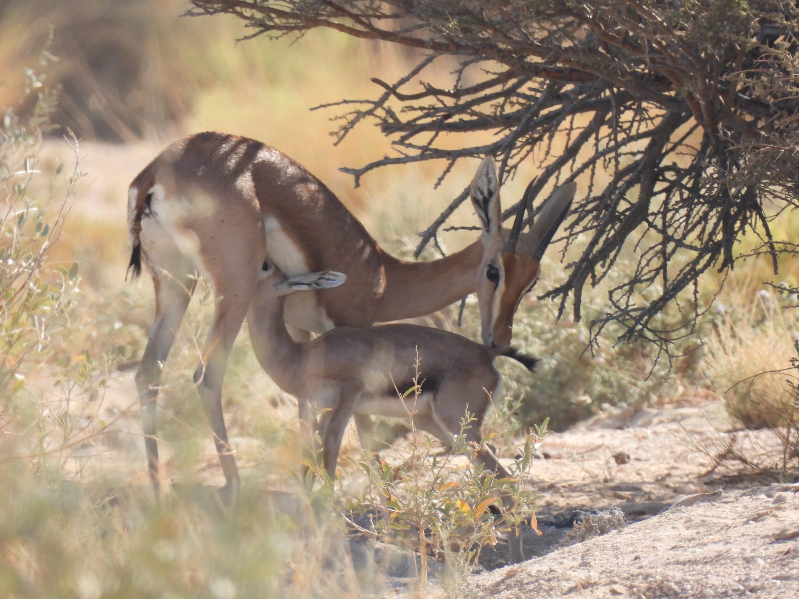 وحدة النجد تحصد المركز الأول على مستوى وحدات الحماية البيئية خلال 2021