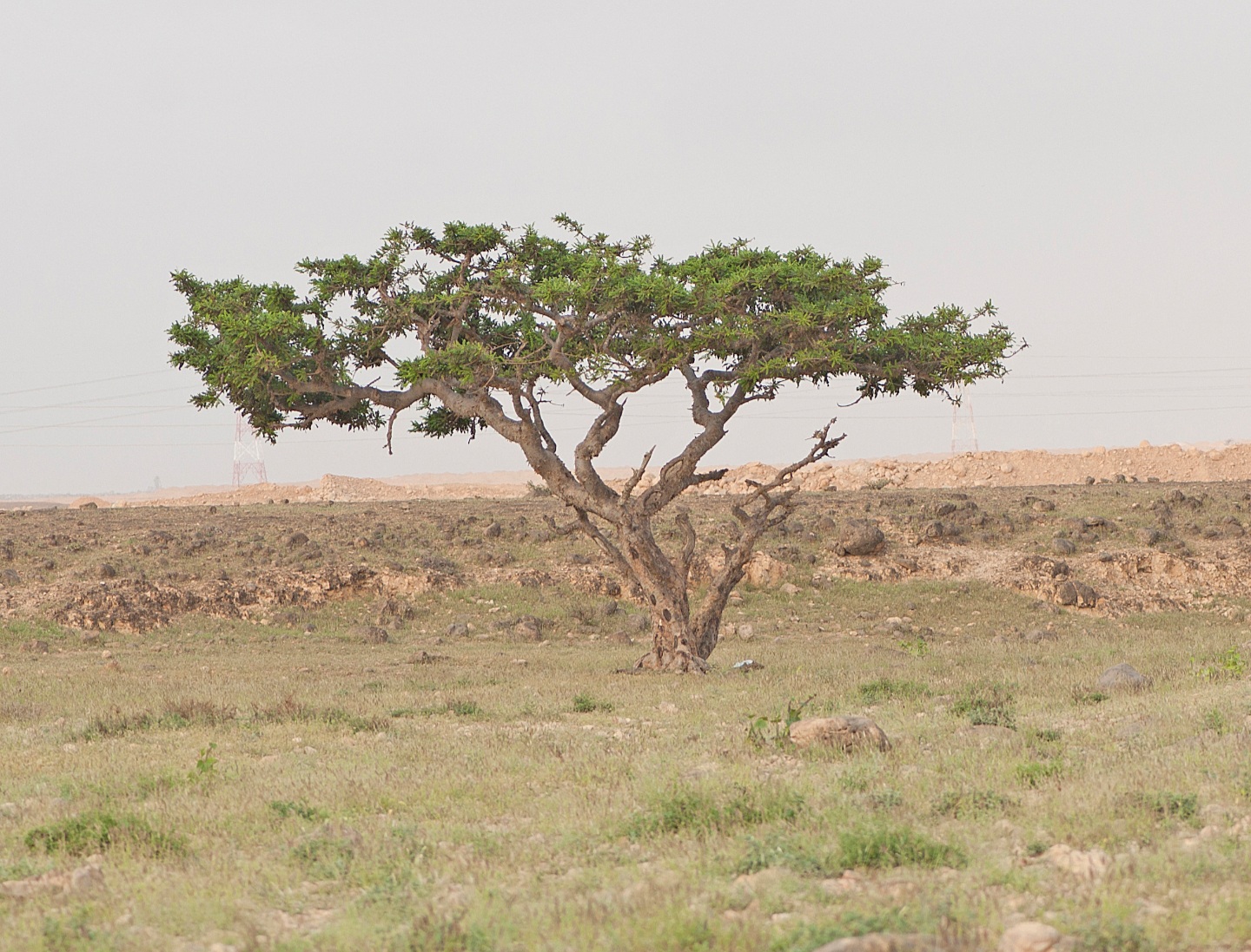 دراسة بحثية عن شجرة اللبان تكشف أول جينوم وتاريخها التطوري
