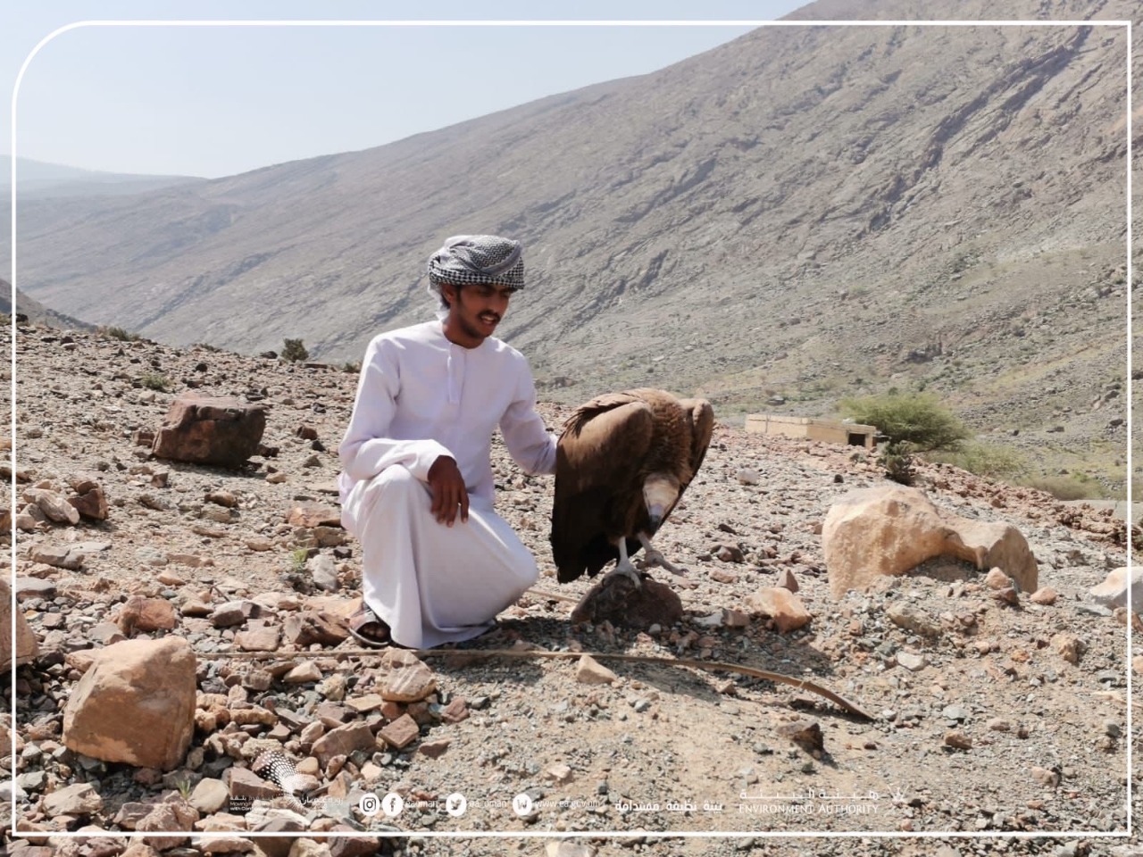 مواطن يعثر على نسر مصاب ويسلمه لـ”البيئة” بجنوب الباطنة