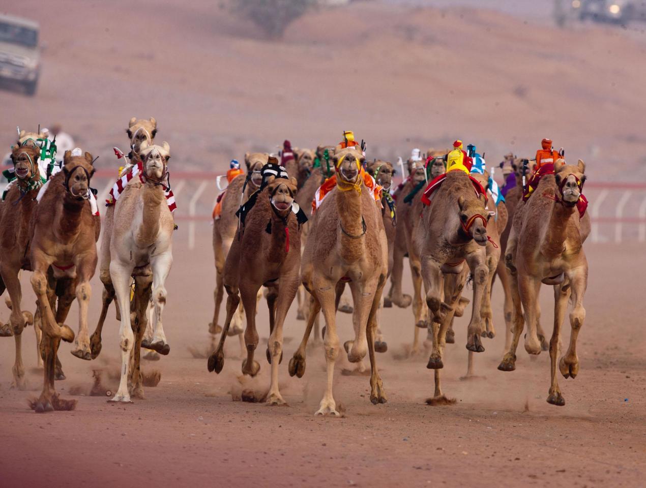 “الثقافة والرياضة والشباب” تقدم دعما ماليا لسباقات الهجن