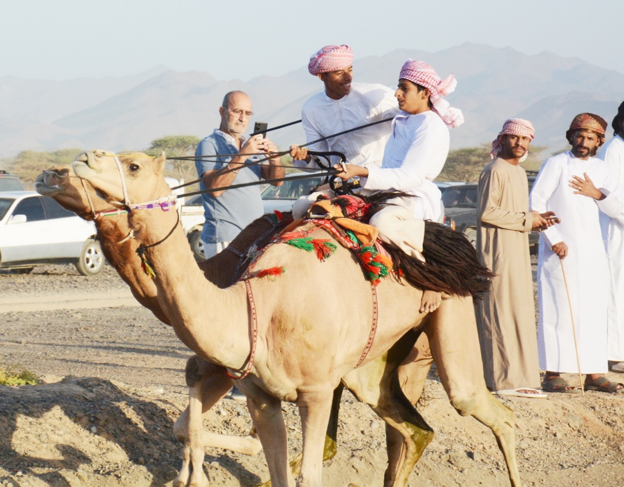 أكثر من 400 ناقة في مهرجان افتتاح ميدان ركضة عرضة الخيل والهجن بالمضيبي