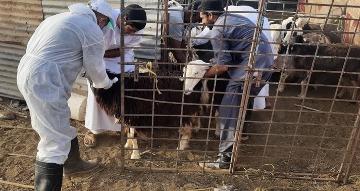 استمرار مشروع التحصين الوطني للثروة الحيوانية في شمال الباطنة