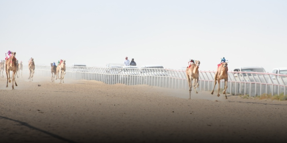الخميس.. انطلاق منافسات السباق الثالث من سباقات الهجن