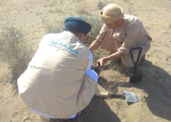 مركز البيئة بالسويق ينفذ حملات استزراع لأشجار السدر والغاف