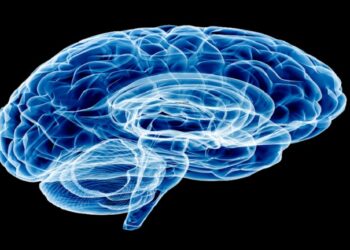 علماء يكتشفون خريطة أكثر تفصيلا لبنك الذاكرة الدماغية