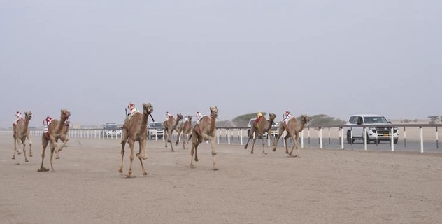 انطلاق المحطة الرابعة من فعاليات مهرجان سباقات الهجن الأهلية