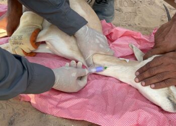 مشروع لإنشاء بنك الجينات لحفظ الأصول الوراثية بالتجميد