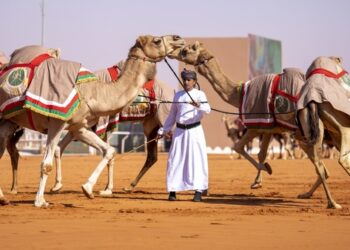 الهجانة السُّلطانية تواصل مشاركتها في مهرجان الملك عبد العزيز للإبل