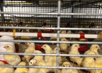 افتتاح مزرعة دواجن لإنتاج 360 مليون بيضة سنويا.. الخميس