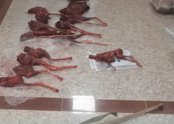 ضبط عدد من منتهكي الحياة الفطرية