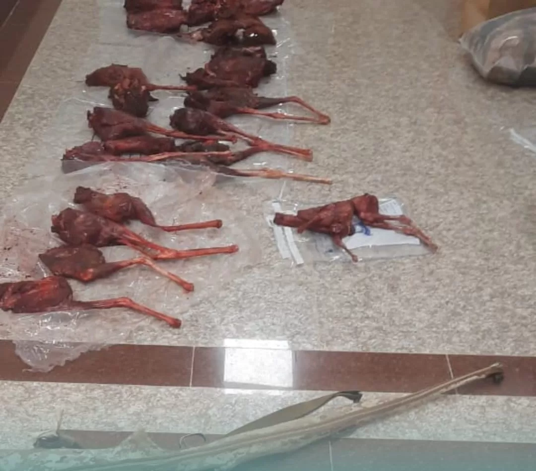 ضبط عدد من منتهكي الحياة الفطرية