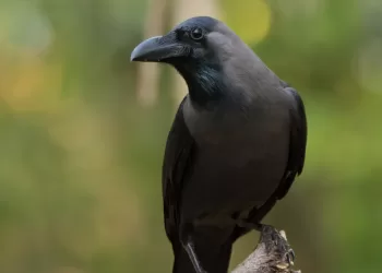 القضاء على 52248 طائرا غازيا في ظفار