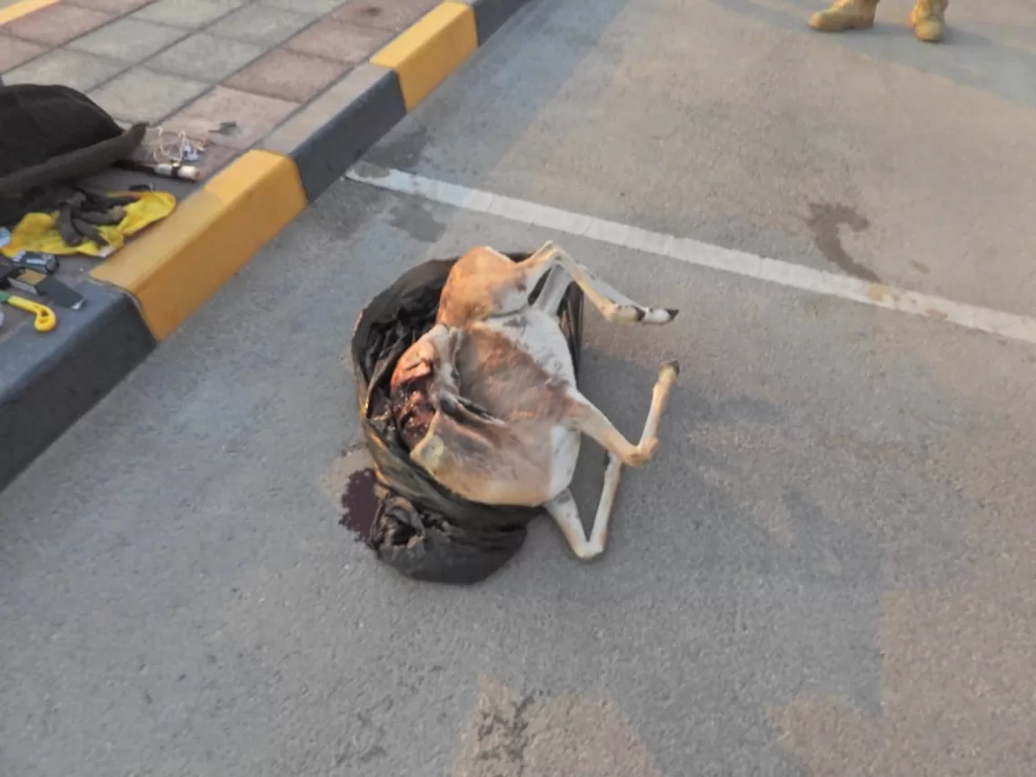 ضبط 3 مواطنين صادوا غزلانا عربية